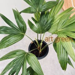 創樹　オリーブ　ネバディロブランコ　14 オリーブ ネバディロブランコ 14【現品】観葉植物 創樹 SOUJU 6