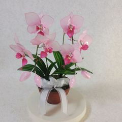 胡蝶蘭（アメリカンフラワー） - メルカリ