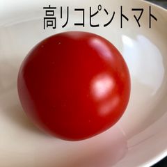 高リコピントマト　種