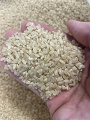 無農薬、無肥料R7年度米　京都府綾部市　コウノトリの巣の横 コシヒカリ　10kg 無農薬、無肥料R7年度米 京都府綾部市 コウノトリの巣の横 コシヒカリ