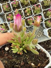 新入荷　多肉植物　キラキラ　ドロサンテマム　little fox  抜き苗　1株