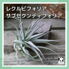 チランジア ロイテリ① (メルカリ便にてお届けします) チランジア ロイテリ① (メルカリ便にてお届けします)