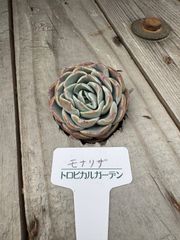 モナリザ　エケベリア　トロピカルガーデン　多肉植物