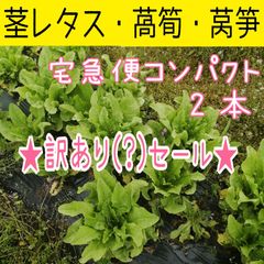 茎レタス・萵筍・莴笋 葉付き ４本 】無農薬 60サイズ - メルカリShops