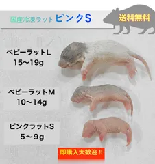 2025年最新】冷凍ラットの人気アイテム - メルカリ