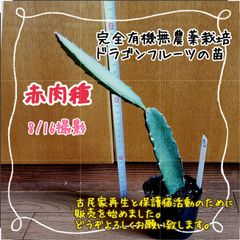 【新芽＆根っこしっかり♪】無農薬栽培ドラゴンフルーツ(赤)の苗①