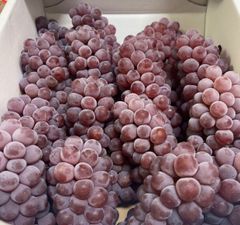 山形県産　デラウェア　葡萄　ぶとう　2kg