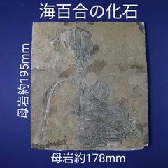 ウミユリ　化石　鑑定書付 ウミユリ茎の化石 | きらら舎 Online Shop