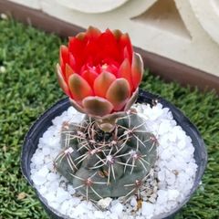 サボテン ギムノカリキウム属 緋花玉