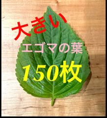 【ハウス栽培】韓国種　エゴマの葉　150枚