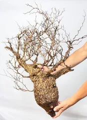 LP79 オペルクリカリア パキプス コーデックス ベアルート株 2025年最新】オペルクリカリア パキプス ベアルートの人気