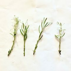 【3本セット】エレモフィラ　ニベア　挿し穂
