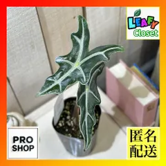 あんそら　ブリガミア インシグニ＋アロカシア サンデリアナ ノビリス あんそら様専用 ブリガミア インシグニ＋アロカシア
