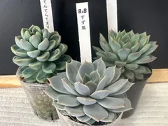 大特価✨ぼのぼのさん苗✨札付き❤️レア✨ 2025年最新】ぼのぼの苗 札付き 多肉植物の人気アイテム - メルカリ