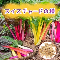 ★スイスチャード★　Mix種子5㎖330円　カラフル不断草・うまい菜　西洋野菜