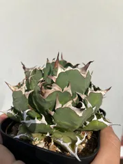 2026年最新】チタノタ ドワーフの人気アイテム - メルカリ