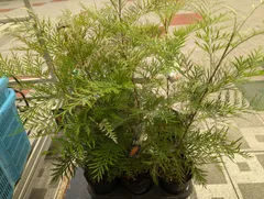 コウジ様専用出品　グレビレア8本