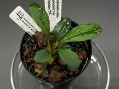 Bucephalandra pubes "Sekadau2" Kab.Sekadau【TB】 ブセファランドラ プベス（スカダウ2）