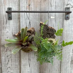 ネオレゲリア、トキワシノブ　２個セット ④ 現品 Neoregelia hybrid   観葉 植物 タンクブロメリア ブロメリア アナナス  Humata tyermannii Bear’s foot fern 羊歯 シダ 常盤忍 シノブ 猫の手シノブ