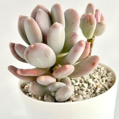 【多肉植物】パキベリア・桃美人  Pachyveria 'Momobijin'