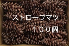 松ぼっくり ストローブマツ(100個) 約8～13cm