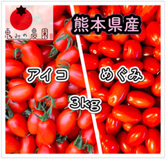 ＊熊本県産ミニトマト＊アイコトマト・めぐみトマトMIX 3kg