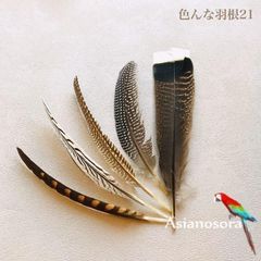 ◾️⭐︎【色んな羽根21】 羽根 インテリア DIY ドライフラワー  装飾スワッグ