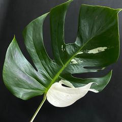 【ワイルドな美品】モンステラ  ホワイトタイガー  ハーフムーン  #583  /  斑入り  観葉植物