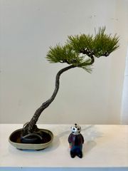 【盆栽】黒松　文人木