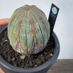 ユーフォルビア オベサ モンスト 瓢箪 2株セット - メルカリ