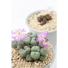 群壁玉 4～5頭 コノフィツム 極小型 コマ型 昼咲き種 淡紫花 2寸ポット メセン科 根付苗 アフリカ原産 珍品多肉植物