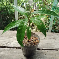 🤩お値下げ🌟カニステル💫《🥚エッグフルーツ》🌿実生苗１本🌿熱帯果樹苗🌿オマケの多肉種ミルクブッシュの挿し穂2本【必要な方お知らせください】