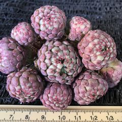 新入荷　多肉植物　Vincent Catto 多頭　抜き苗　1株