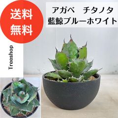 アガベ チタノタ 藍鯨ブルーホワイト【送料無料】高さ0.25ｍ（鉢込み）幅0.2ｍ 21cmプラ鉢 多肉植物 ドライガーデン インテリア 観葉植物 耐寒性