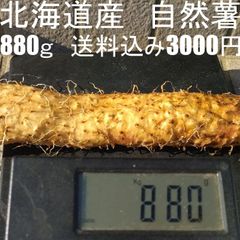 北海道産　自然薯　無農薬　無化学肥料　1kg前後　値下げ！