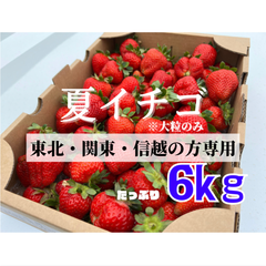 【減農薬】青森県産　大玉！！夏イチゴ　6kg  いちご　苺