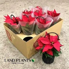 ご購入済取手付きオーバルプランター Lサイズ 赤いマフラーの ご購入済取手付きオーバルプランター Lサイズ 赤いマフラーの