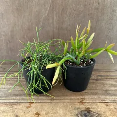 リプサリス カスッサ 苗 多肉植物 花卉園芸 山野草 グリーン