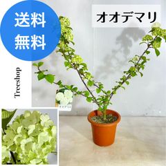 オオデマリ 大手毬 【送料無料】高さ0.6ｍ 幅0.6ｍ 15ｃｍプラ鉢 花苗 切花 生花 庭木 ※2025.4.30現在、お花は終わっています。