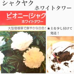 芍薬　シャクヤク　ホワイトタワー　②苗・苗木・球根　　★芽でてます！　★土を少し付けての発送！　★芍薬はドライフラワーにしても香りが残ります！　オススメです