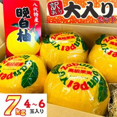 熊本県八代産 訳あり 晩白柚 大入り 約7kg １箱 4～6玉入 ばんぺいゆ
