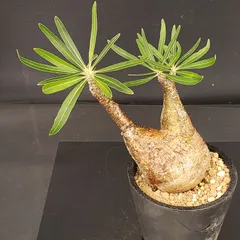 2025年最新】グラキリス ベアルートの人気アイテム - メルカリ