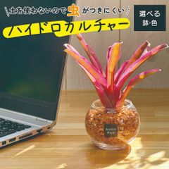 観葉植物 ハイドロカルチャー ネオレゲリア オレンジゼオライト 土を使わない ミニ 観葉 母の日 初心者 小さい おしゃれ 開店祝 風水 卓上 玄関 インテリア リビング 送料無料