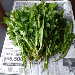 たんぽぽの葉っぱ★250g★農薬不使用★採れたて発送のサムネイル