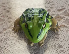 蛙力士 ウシガエルの横綱 土俵入り カエルの置物 相撲 置物 剥製