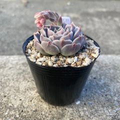 多肉植物 エケベリア ミルクキス