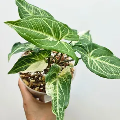 2025年最新】シンゴニウム斑入りの人気アイテム - メルカリ