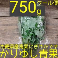 沖縄県産 フーチバー（ニシヨモギ）約750g  【クール便】①