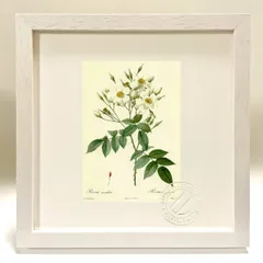 ルドゥーテ　バラ　ボタニカルアート　植物画　額　アートパネル　ミニ 7月セール】ルドゥーテ バラ ボタニカルアート 植物画 額
