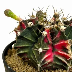 【現品配送】ギムノカリキウム ミハノビッチ 15個セット アソート 2.5号 ① 現品配送】ギムノカリキウム ミハノビッチ 15個セット アソート